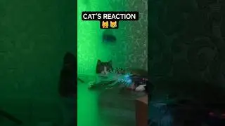 CAT IS SHOCKED 🙀 RC CAR POPS A WATER BALLOON 💥💧#cat #rccar #shorts #CatReaction