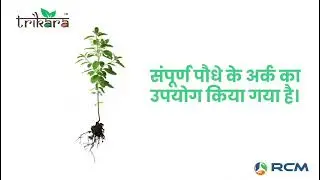 RCM PANCH TULSI DROP