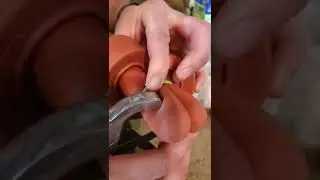 Castration of bull with banding technique. No vet needed!