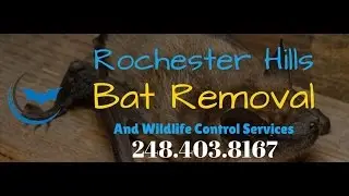 Bat Removal in Rochester Hills, Michigan