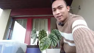 VLOG#124: REPOTTING SOME OF MY BEAUTIFUL PLANTS