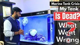 A Sad News About My Saltwater Aquarium 💔