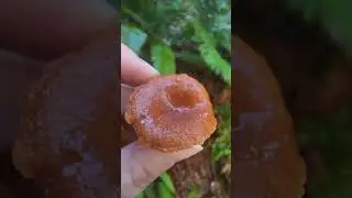 Identifying the candy cap