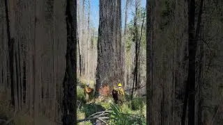 part 2 #gianttree #treefelling #woodworking #bigtreeremoval #loggerlife #logging #fellingprocess