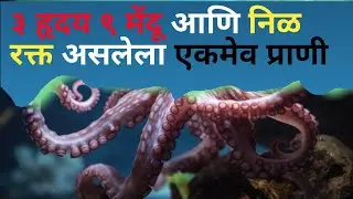 octopus vishay mahiti || octopus chi mahiti || octopus