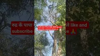 🌴my family vlog #rudra ke daddy chadgye ped par #bachho ne ki Masti #welcome to daily vlog