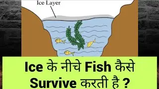 How do fishes survive in frozen lakes? | why doesn't winter kill all the fish and plant? | anomalous