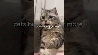 Cats but they get more sus 🤨