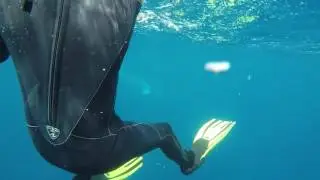 Minky whale research project with Mike Ball dive expeditions