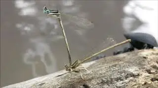 נוצנית שטוחת רגל - Platycnemis dealbata