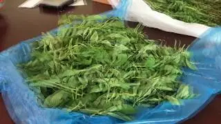 Egyptian Spinach (Nalta jute) - Mr.vlog/Bachelor's Diet Food/Prepared by Mr.Adikand (Gym Trainer)