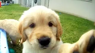 What it takes to train a Blind Foundation Guide Dog.
