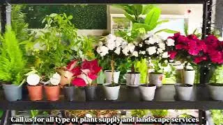 Buy indoor and outdoor plants in Dubai Uae-Cheapest plant shop. #landscape #garden