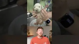Shelter Dog Donates Blood to Save the Life of a Rescue Puppy