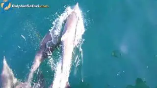 The Gray Whale Highway and Common Dolphin - Dolphin Dave's Diaries: March 29, 2017