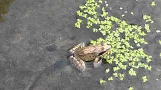 Common frog - Rana  -  Erkifroskur - Froskar -  Gar&eth;froskur