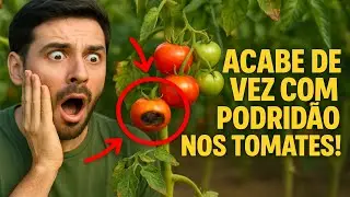 Acabe de vez com a requeima e a podrid&atilde;o nos tomates: 7 passos essenciais para uma colheita abundan