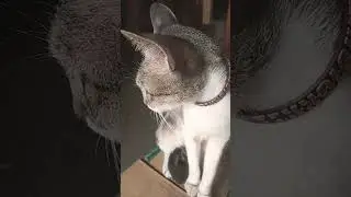 #music #animals #cmvlog #content