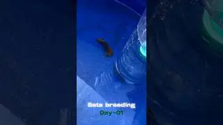 Beta breeding day-1 🤎🐠