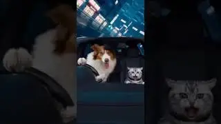 Cat & Dog Driving at Crazy Speed 😱🚗🐶🐱 #FunnyPets #SwipeStopper