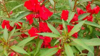 RED GARDEN BALSAM | ROSE BALSAM | TOUCH ME NOT | SPOTTED | SNAPWEED |