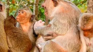 Very nasty mom Amara werning her poor baby Amy extremely, Pity Amy try to move out from mom