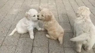 Lille hygge film med de dejligste goldendoodle hvalpe