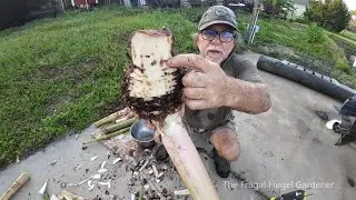 How To Remove Banana Corm Rot and give the plant new life