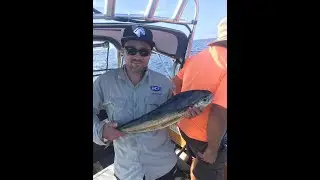 Shellharbour Fishing Mahi Mahi (dolphin fish El Dorado) NSW south Coast Australia