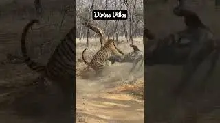 Tigers fighting on road @ Bandipur forest Tiger Sanctuary | Bandipur jungle #shorts #trending #viral