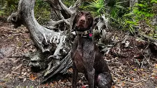 2yo German Short Haired Pointer (Nala) Urban K9 | Best Dog Trainers in Florida