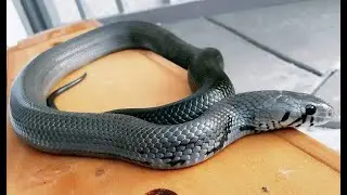 Axanthic Blacktail Cribo roaming around the yard again!