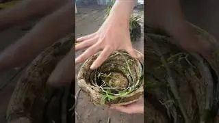 Очень простой урок по выращиванию дендробиума (Dendrobium densiflorum) #short🌵🍀🌱🌵🌵