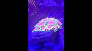 Zoa garden. 