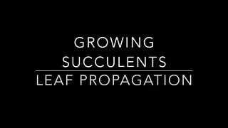 Succulents for dummies -  DIY Growing from Leaf Propagation