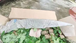 Dutch Rose Unboxing