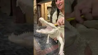 Аллигонг-альбинос УЛЫБАЕТСЯ во время купания 😳🐊🧼