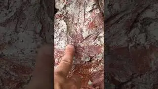 Natural clay found at Elk Neck, Maryland! #maryland #clay #naturalclay #natural #nature #travel