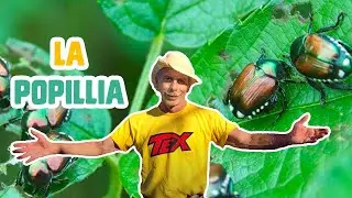 GIOVA LOVES NATURE 🌳 - EPISODIO SPECIALE &ndash; LA POPILLIA