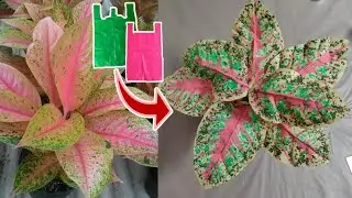 DIY Cara Membuat Tanaman Aglaonema dari plastik kresek | DIY plastic flower crafts