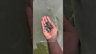 What do Fishermen do with small fish #viral #shorts