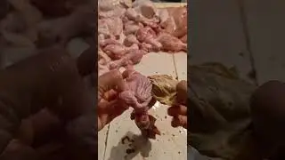 clean gizzard very easy and fast#shortvideo #usachicken