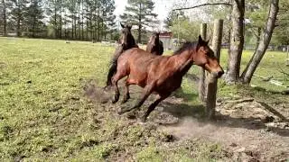 Horses running in pasture 4 15 17