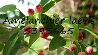 How to pronounce Amelanchier laevis 5393665 in English?
