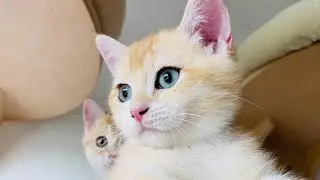🙀 КОТЯТА ЗОЛОТАЯ ШИНШИЛЛА В ЖАРУ🤩GOLDEN KITTENS😻
