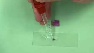 7   Red Onion Wet Mount Slide Preparation
