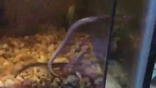 A water change my Pangio doriae started to do the loachy dance...