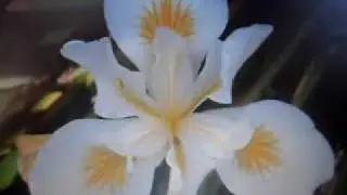 Douglasiana Iris