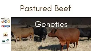 Pastured Beef Production &ndash; Genetics Teaching Tools for Beginning Farmers