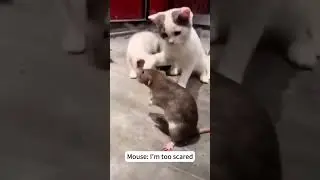 #cat #pets #funny